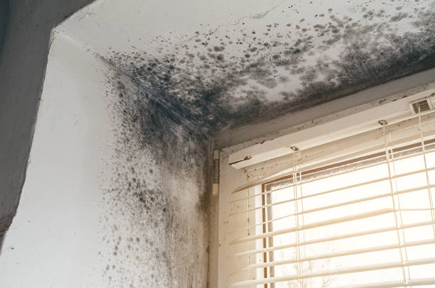Affordable Bathroom Mold Removal solutions in Woodward, PA
